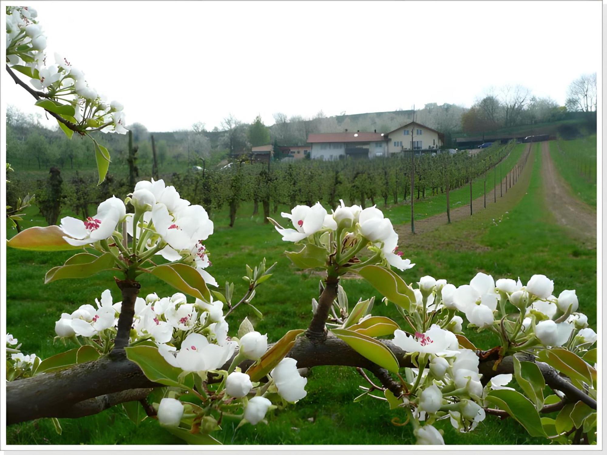 Weingut Ringwald Apartment Herbolzheim Exterior photo